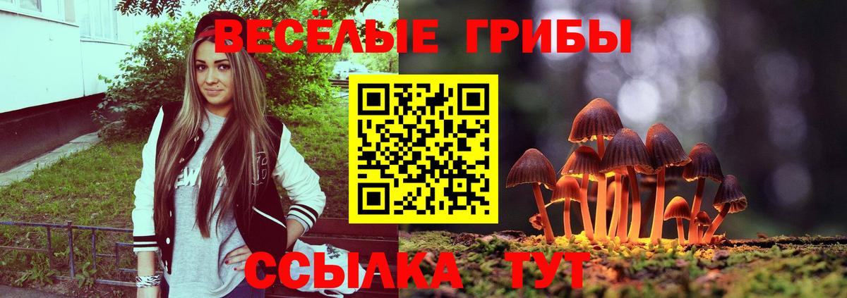 Псилоцибиновые грибы Psilocybe Каменск-Шахтинский